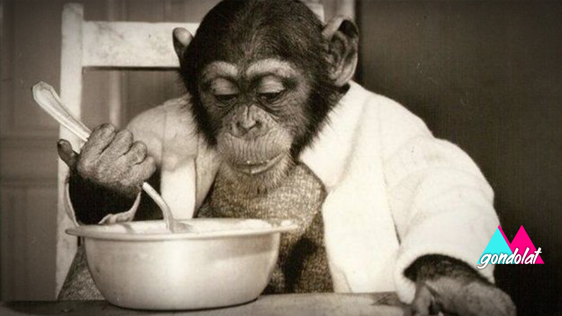 A csimpánz aki takarított, festett és még Kádár Jánost is kávéval kínálta