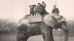 Cirkuszi elefántok - Jumbo